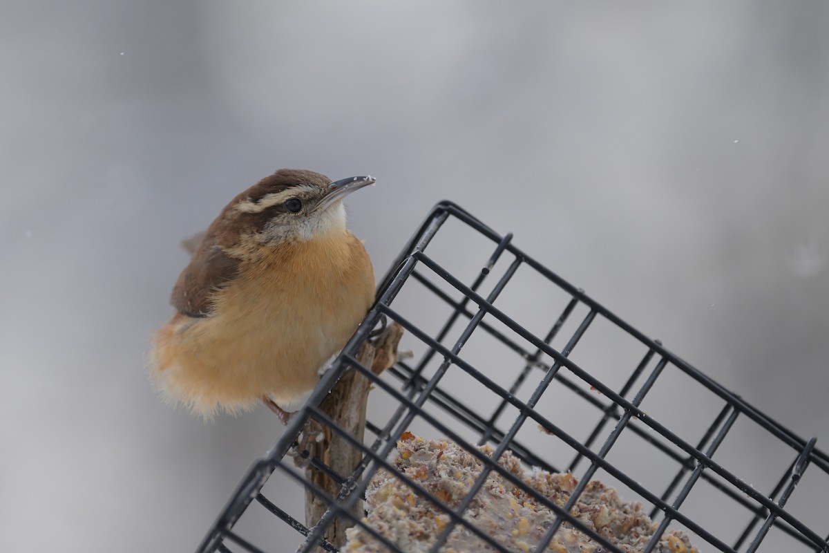 Carolina Wren - Deborah Bifulco