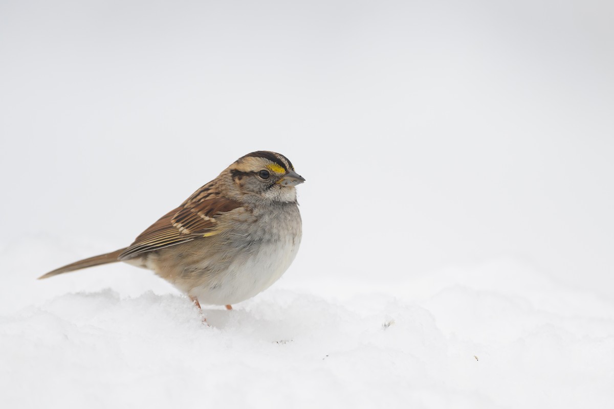 Dark-eyed Junco - Deborah Bifulco