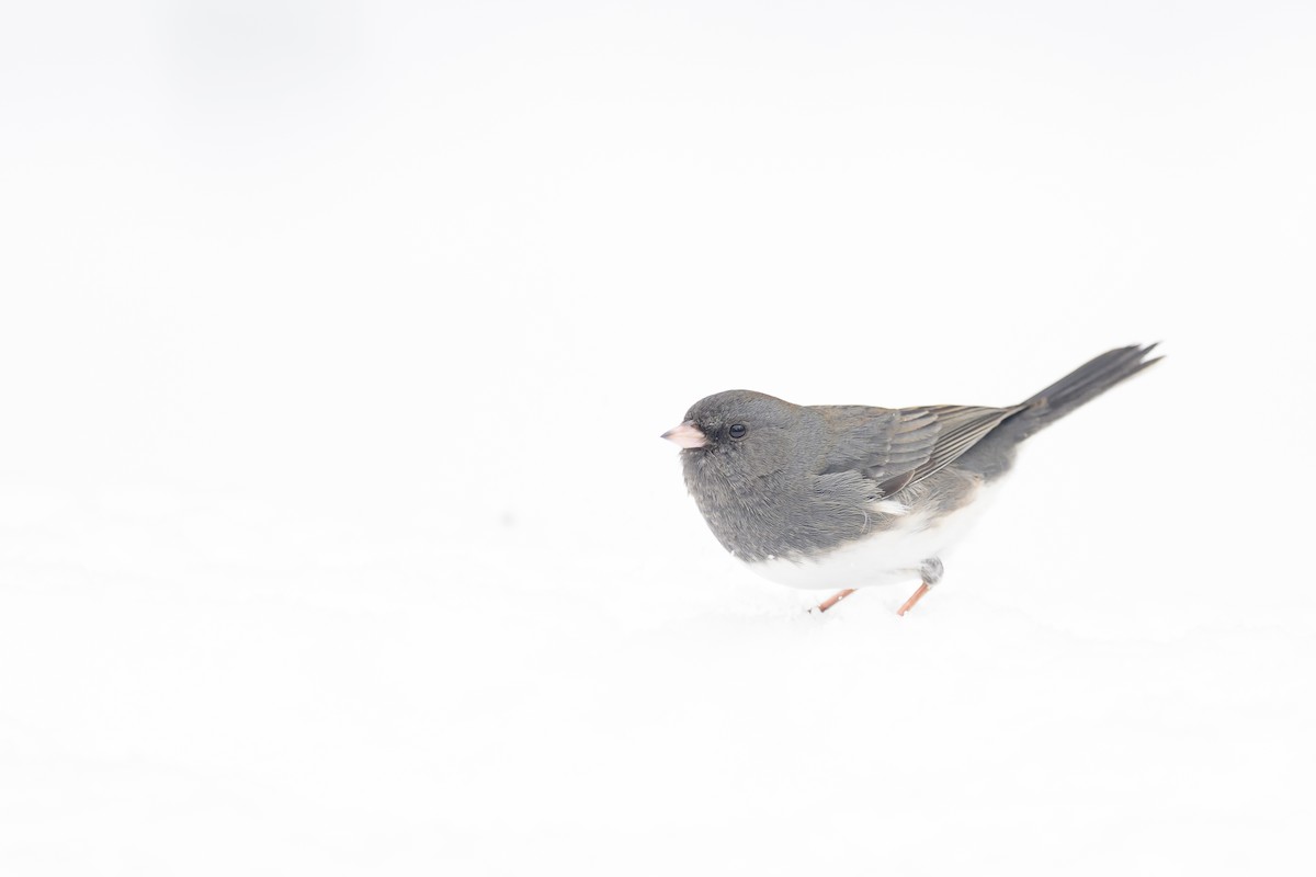 Junco ardoisé - ML614935648