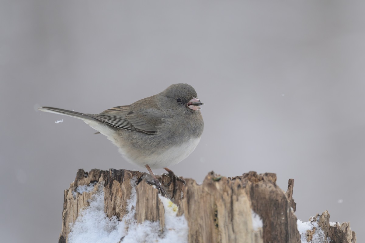 Junco ardoisé - ML614935651