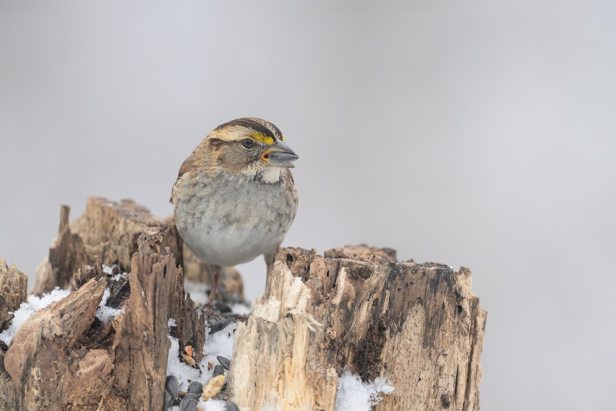 White-throated Sparrow - Deborah Bifulco