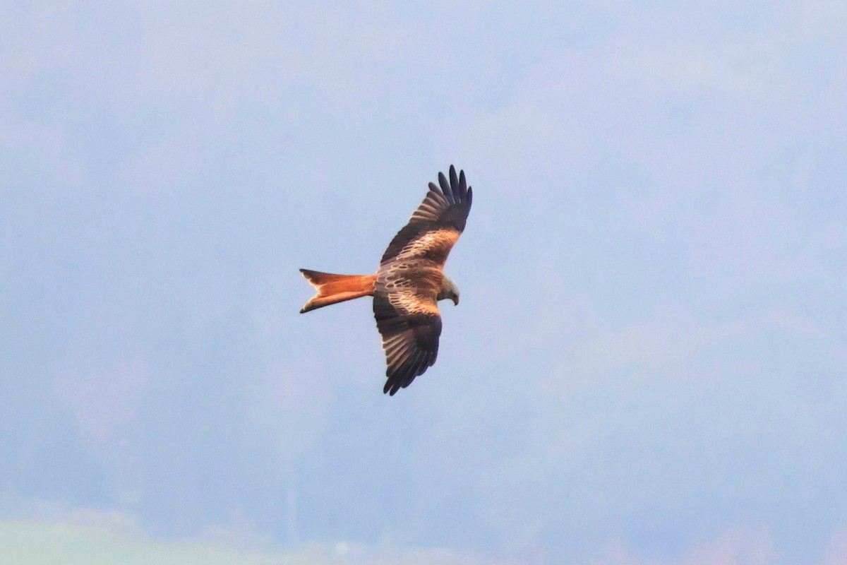 Red Kite - ML614935691