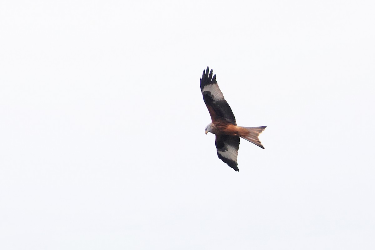 Red Kite - ML614935692
