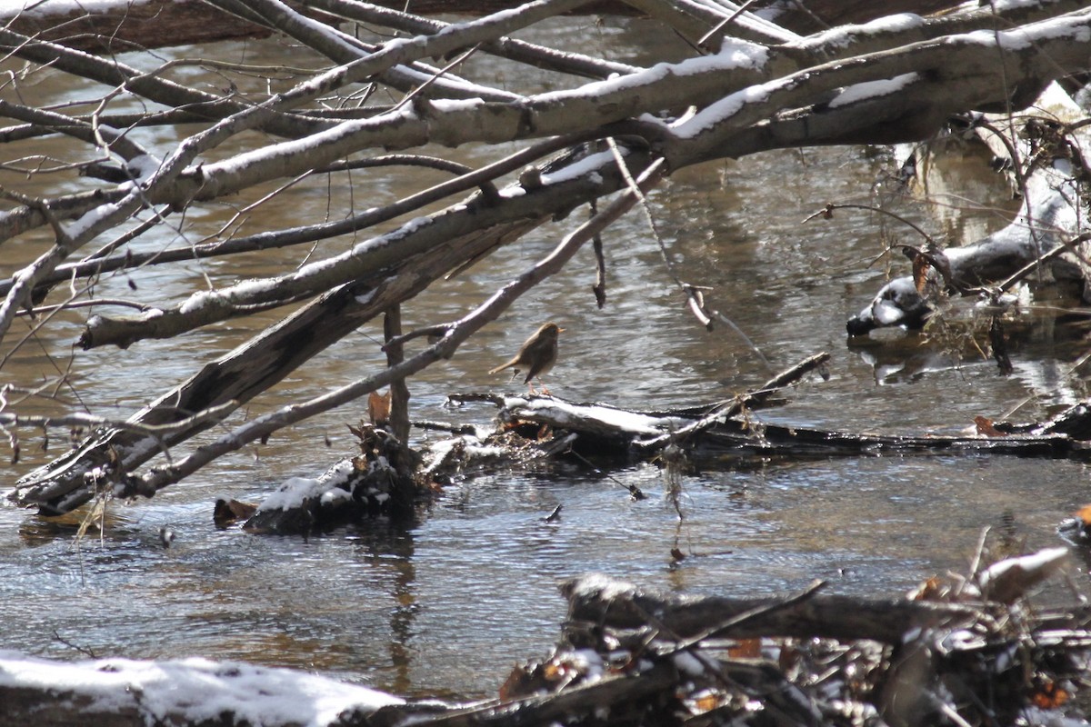 Hermit Thrush - ML614935695