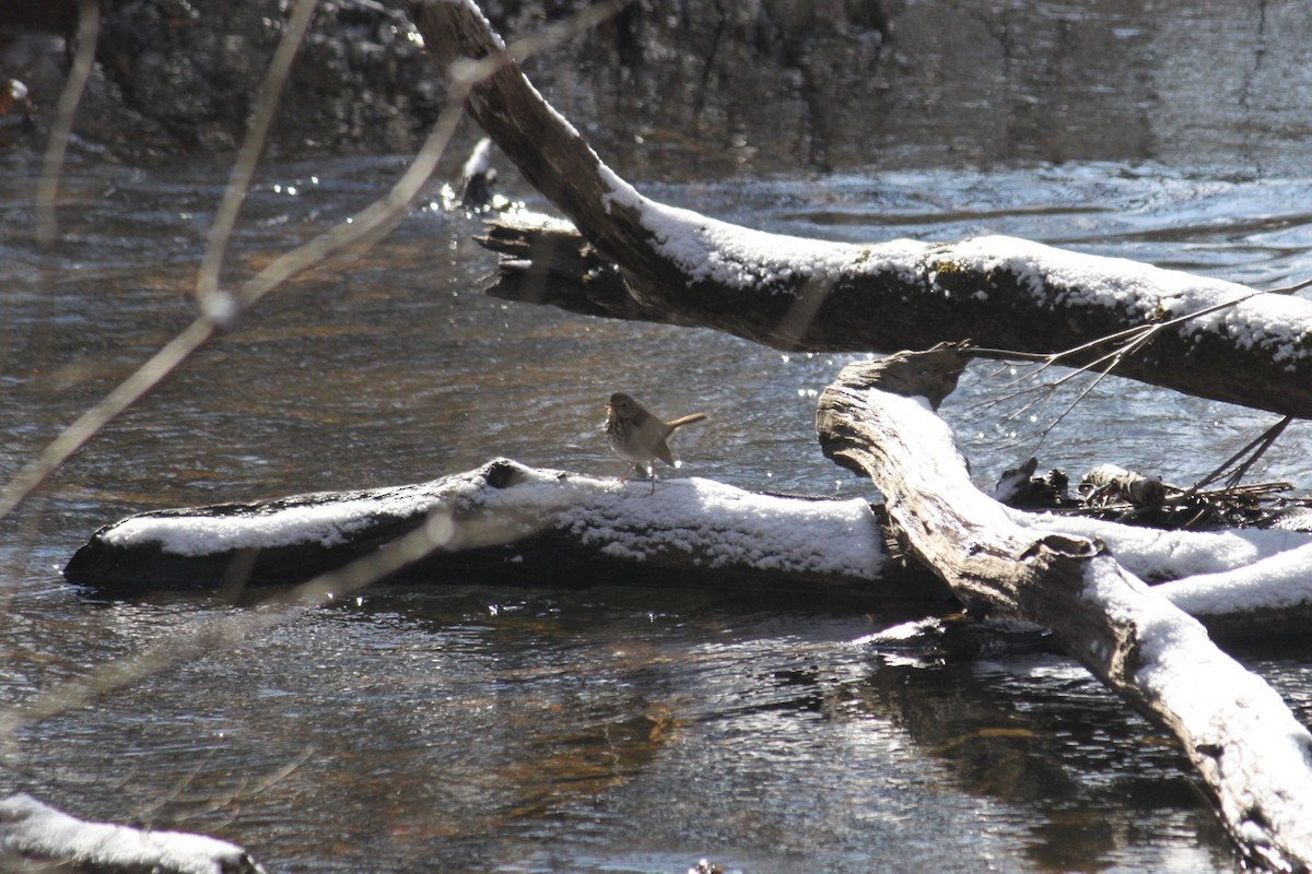 Hermit Thrush - ML614935696