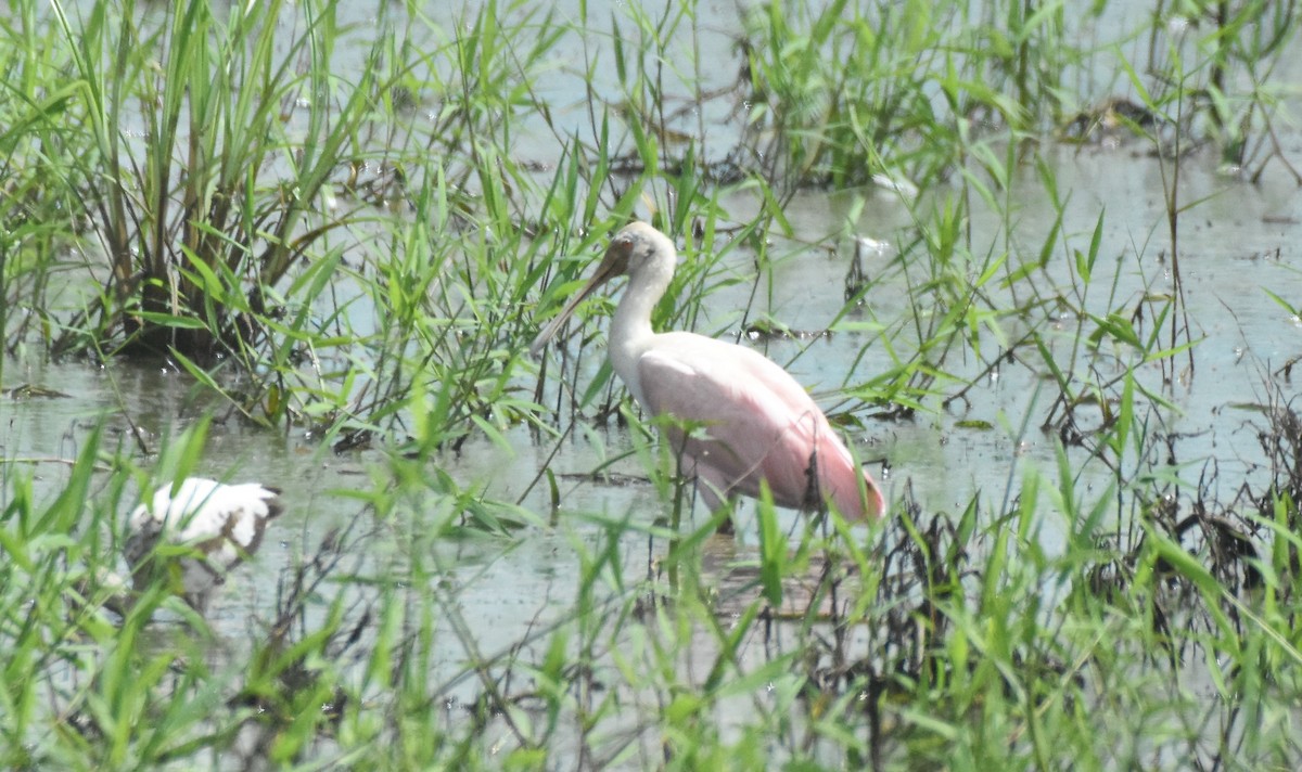 Roseate Spoonbill - ML61493571