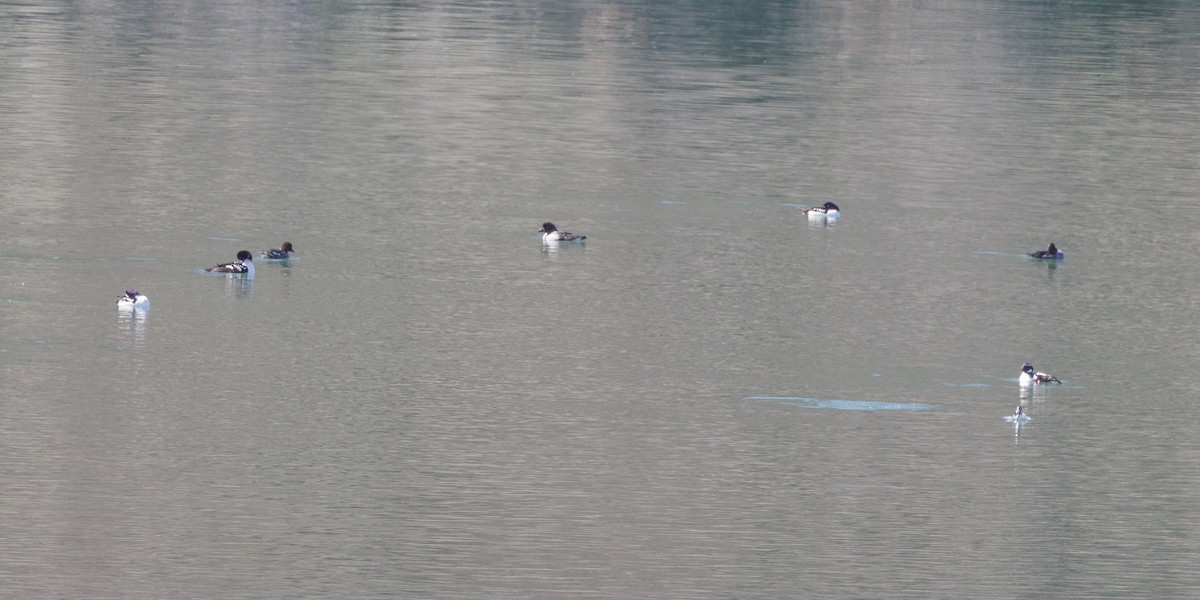 Barrow's Goldeneye - ML614935749