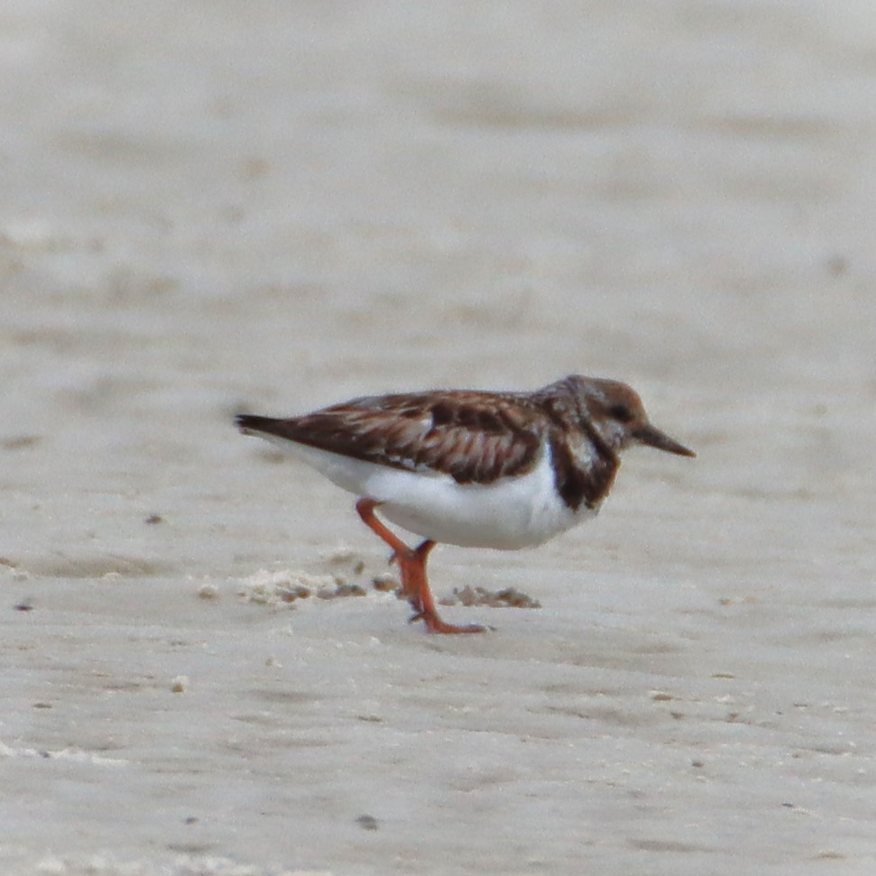 Ruddy Turnstone - Ann Anderson