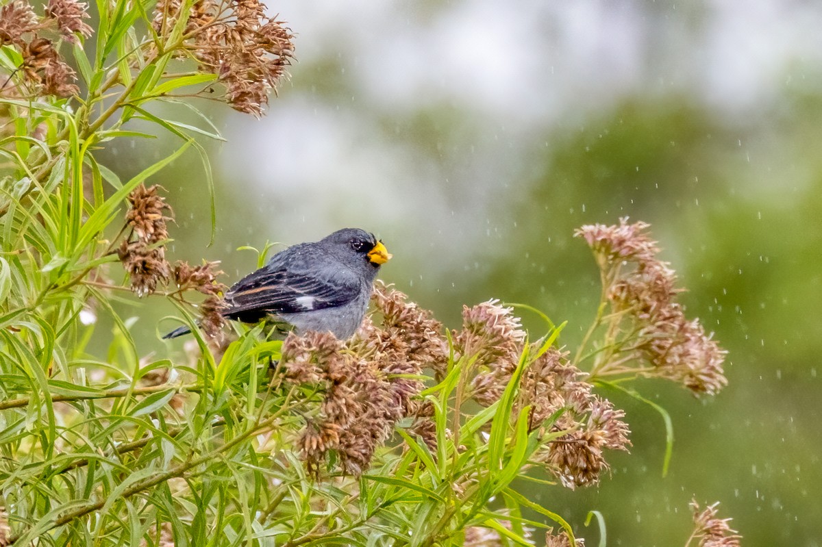 Band-tailed Seedeater - ML614935792