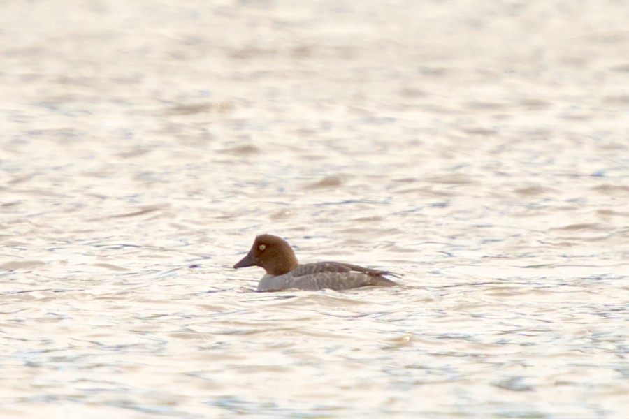 Common Goldeneye - ML614935892