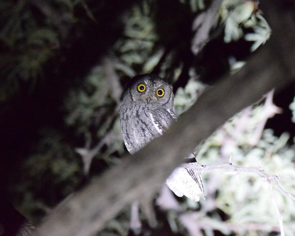 African Scops-Owl - ML614935947