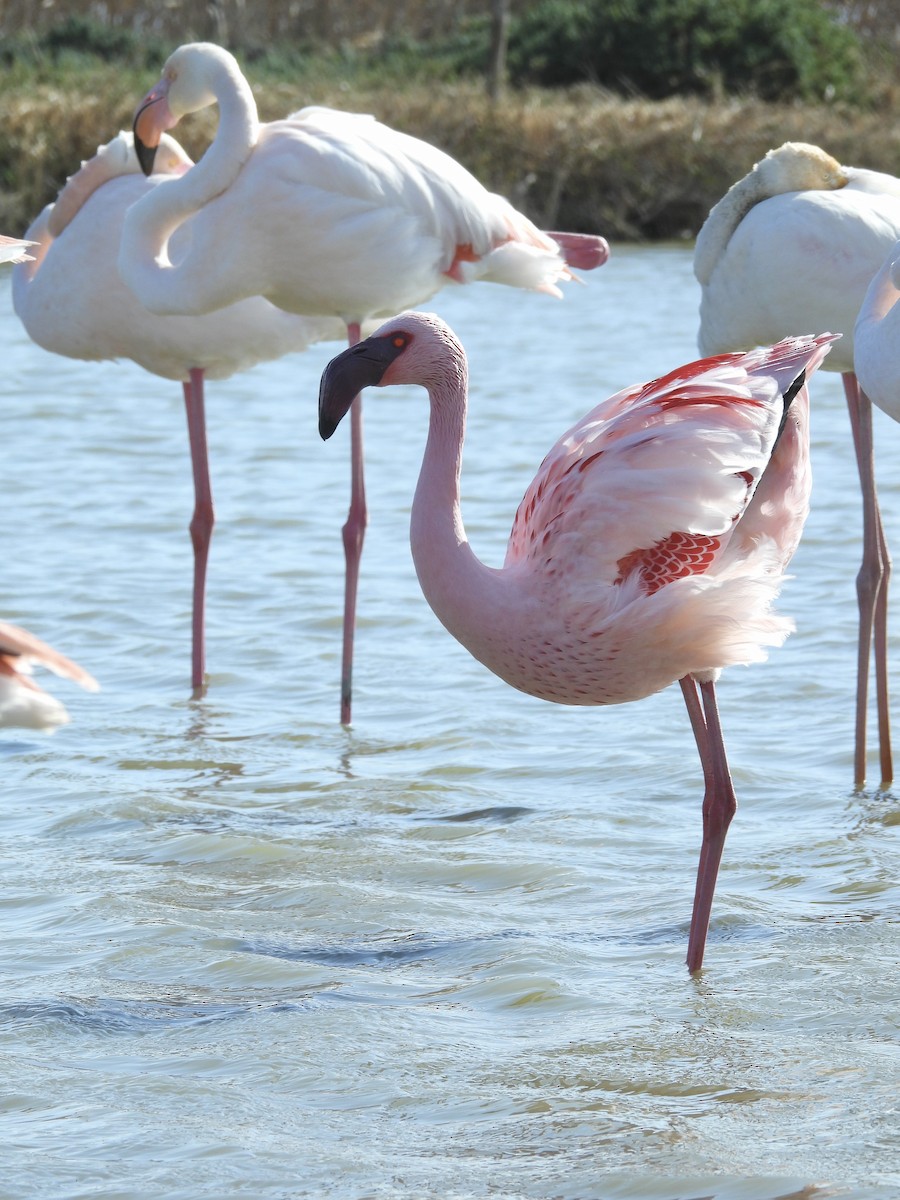 Lesser Flamingo - ML614935962