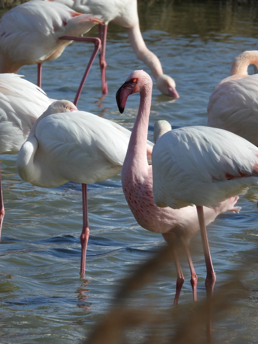 Lesser Flamingo - ML614935984