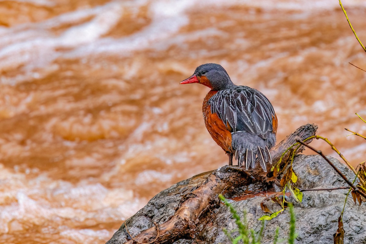 Torrent Duck - ML614936044