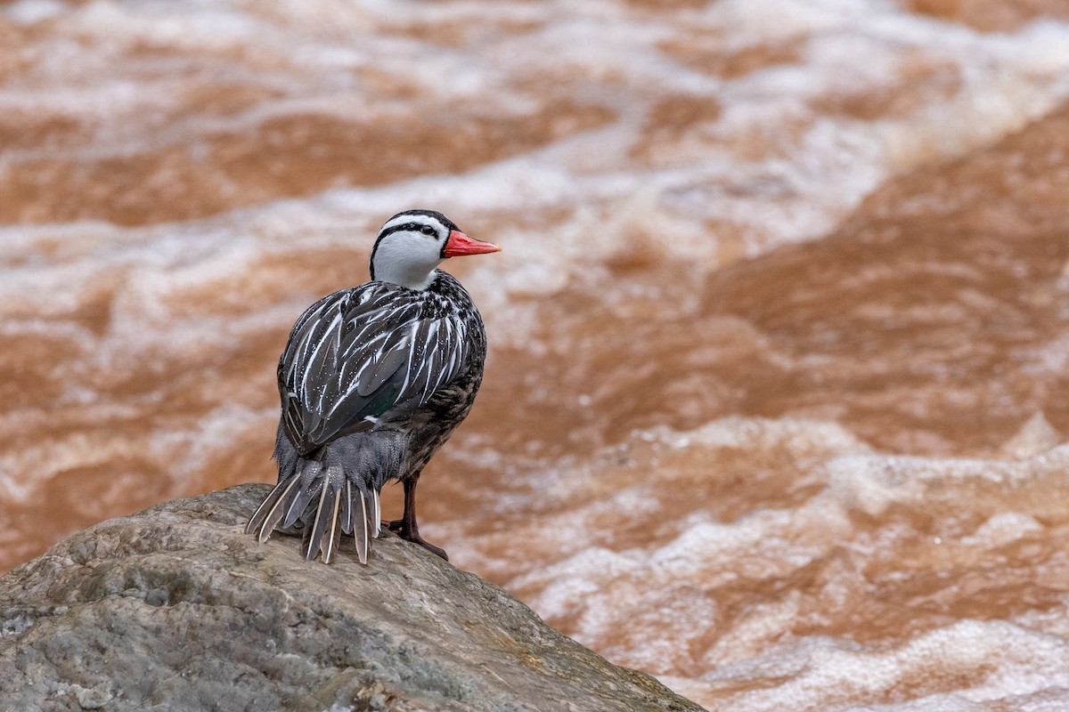 Pato Torrentero - ML614936045