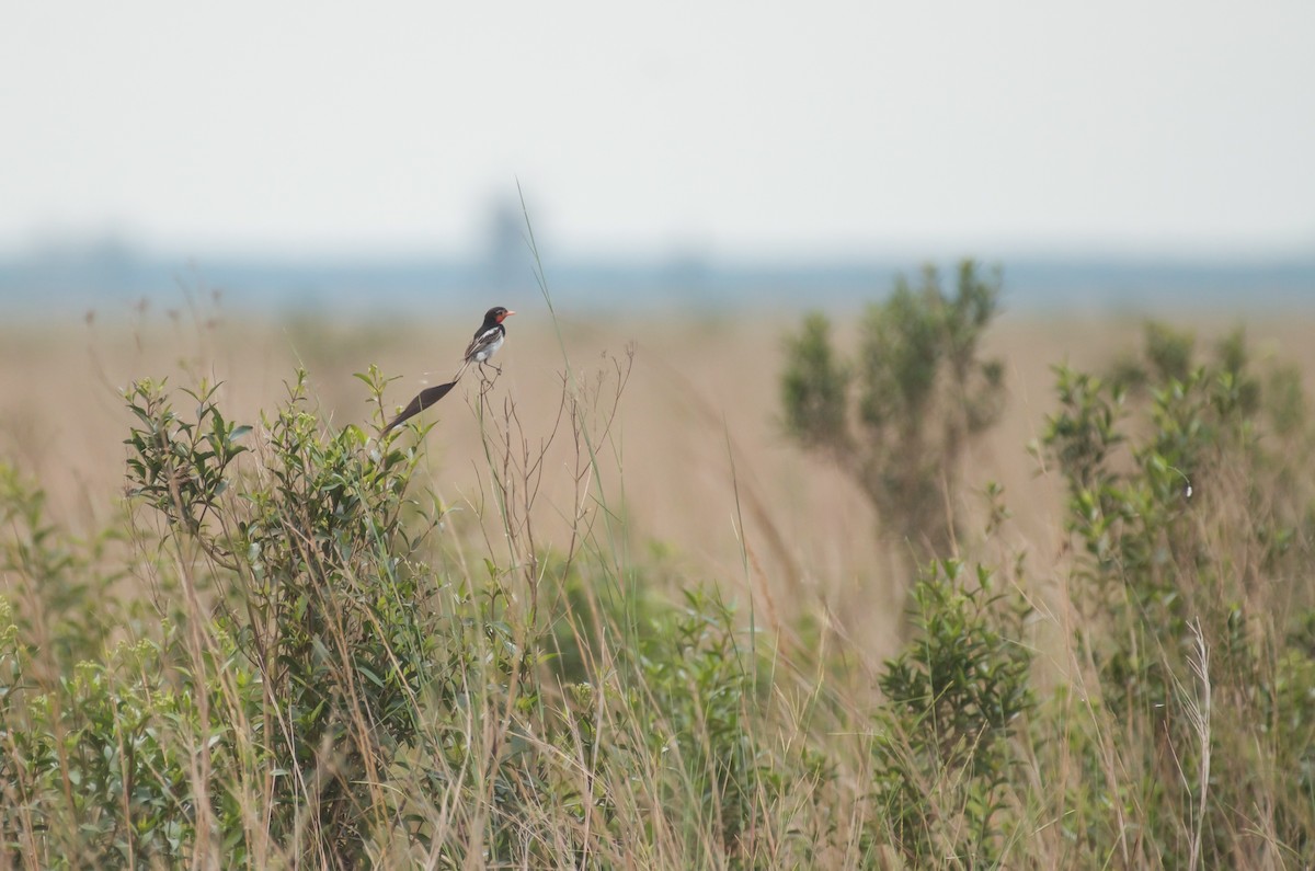 Strange-tailed Tyrant - Milosz Cousens