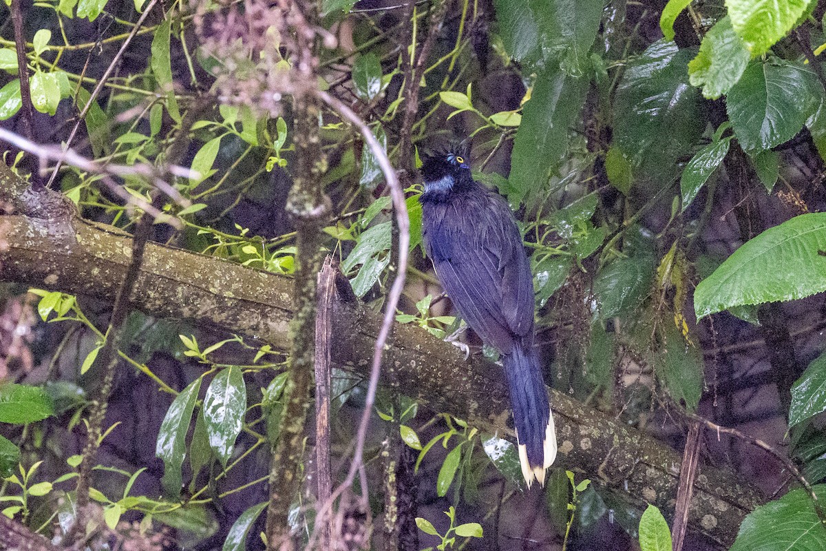 Plush-crested Jay - ML614936079