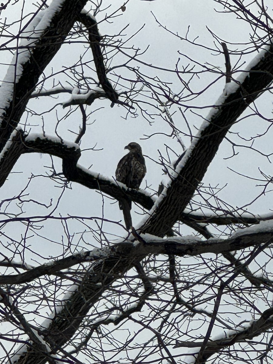 Bald Eagle - ML614936094