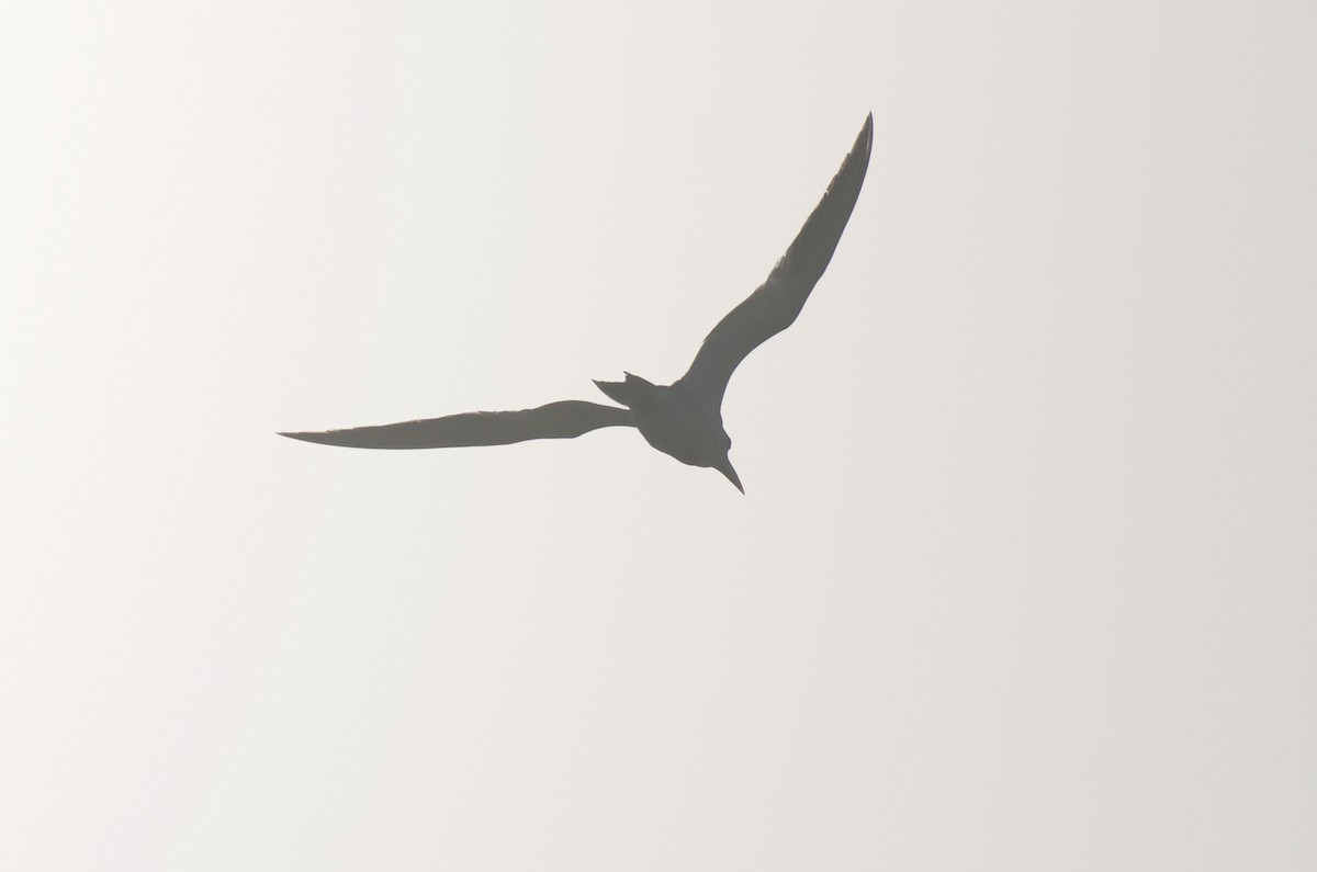 Large-billed Tern - ML614936131