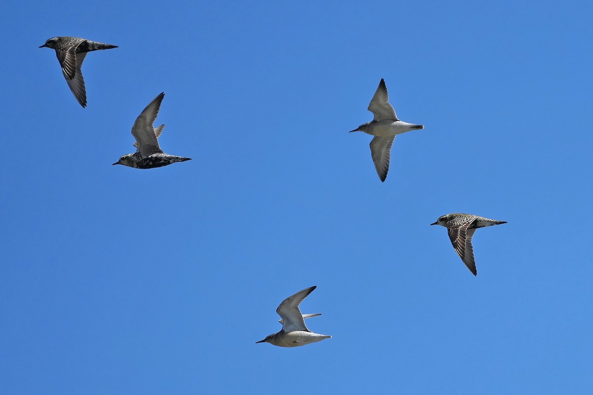 Red Knot - Daniel López-Velasco | Ornis Birding Expeditions