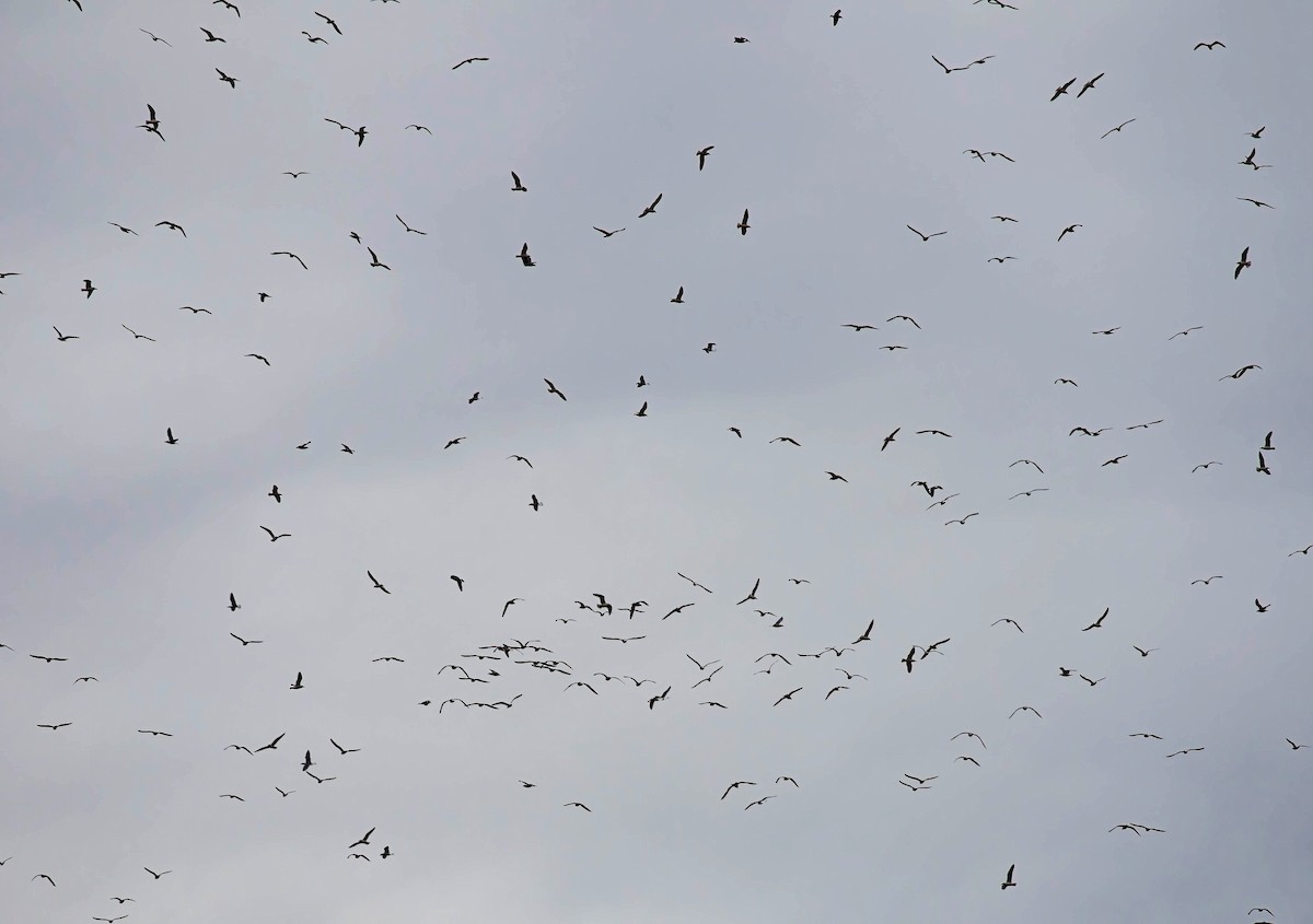 gull sp. - Kathleen Keef