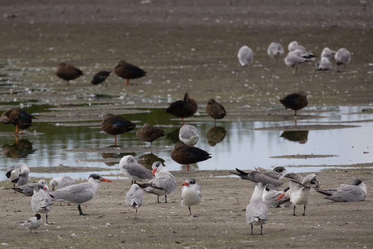 Caspian Tern - ML614936171