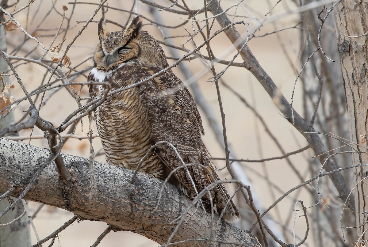 Great Horned Owl - Kathleen Keef