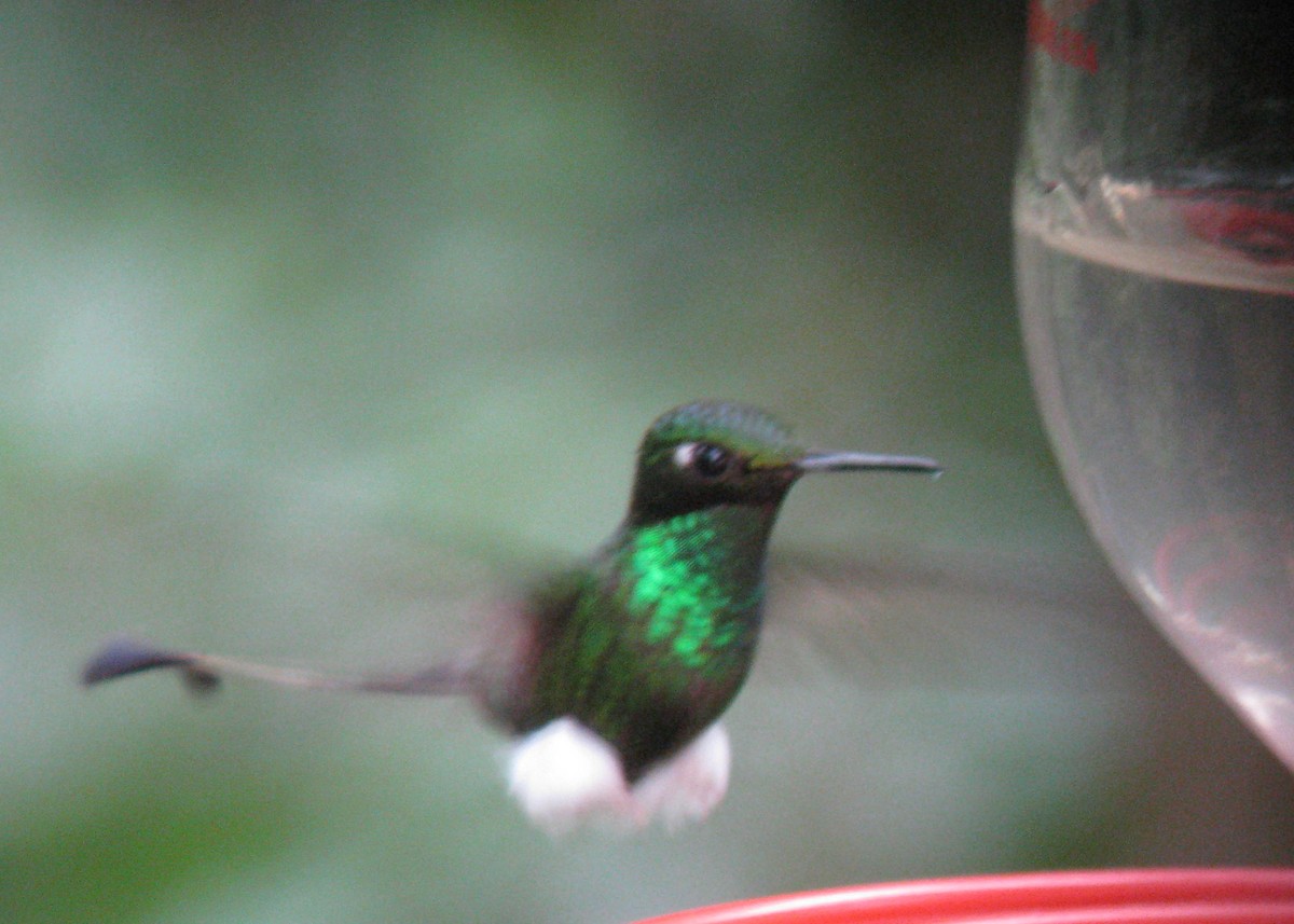 Colibrí de Raquetas Faldiblanco - ML614936217