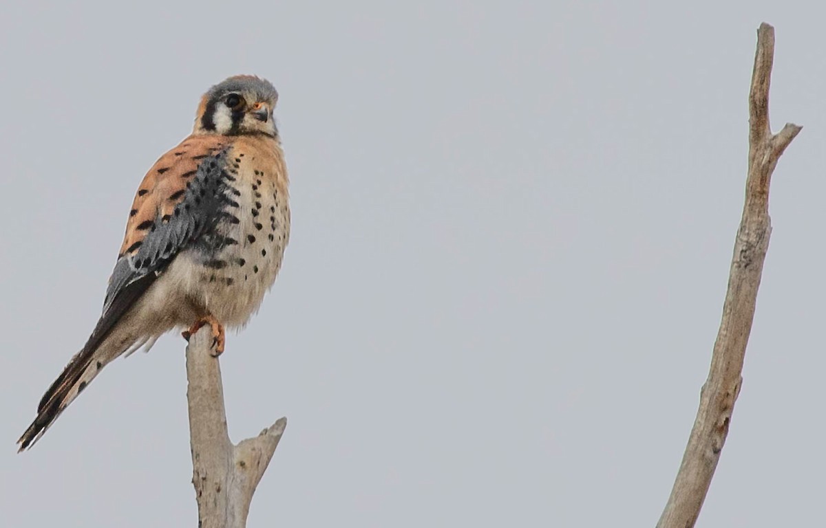 American Kestrel - ML614936220