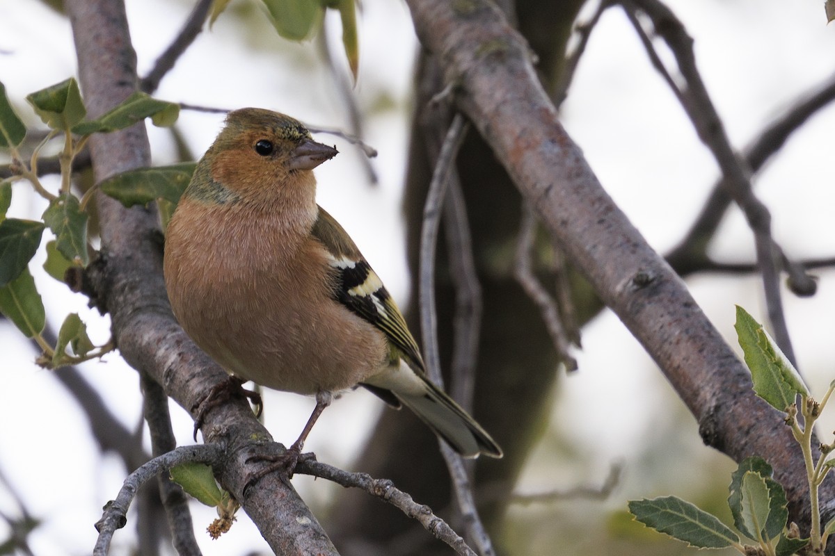 Common Chaffinch - ML614936237