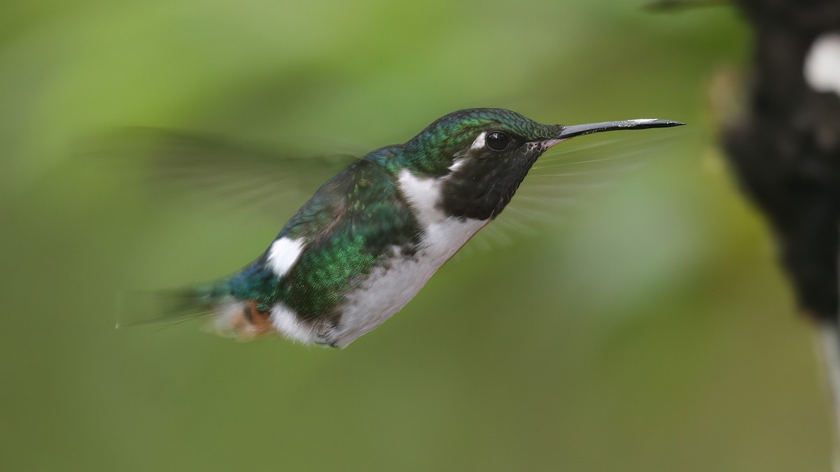 Colibri de Mulsant - ML614936248