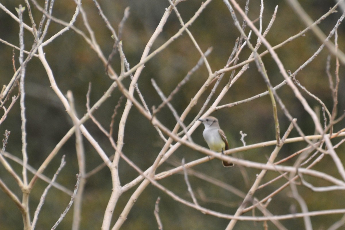 Ash-throated Flycatcher - ML614936285