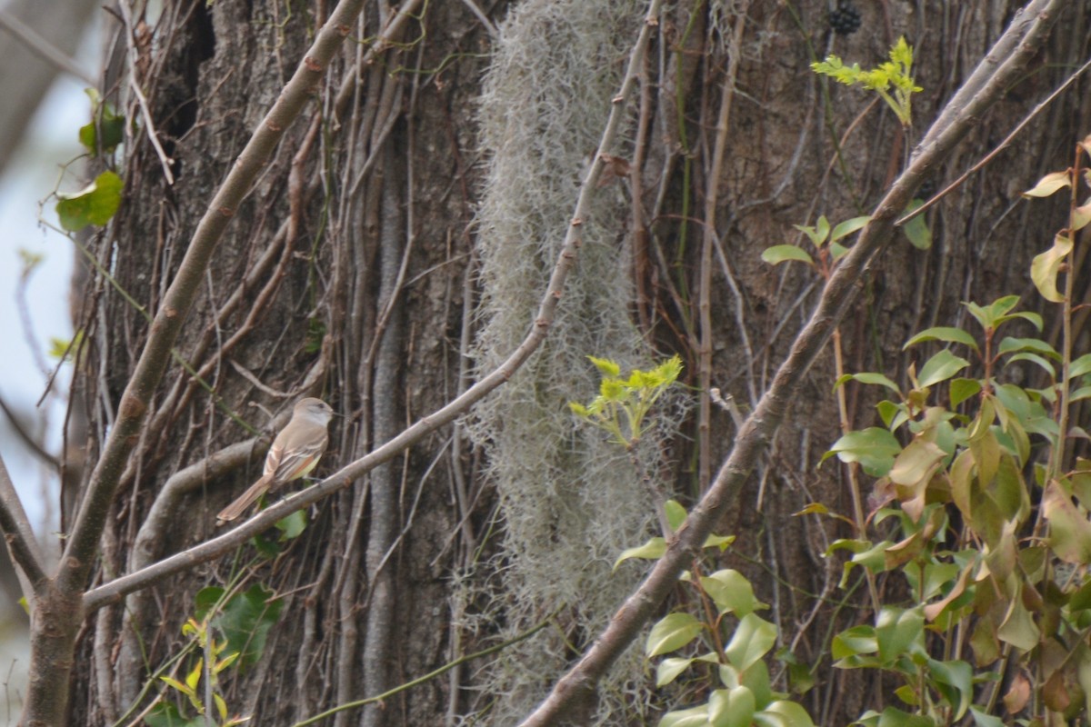 Ash-throated Flycatcher - Tom Bisko