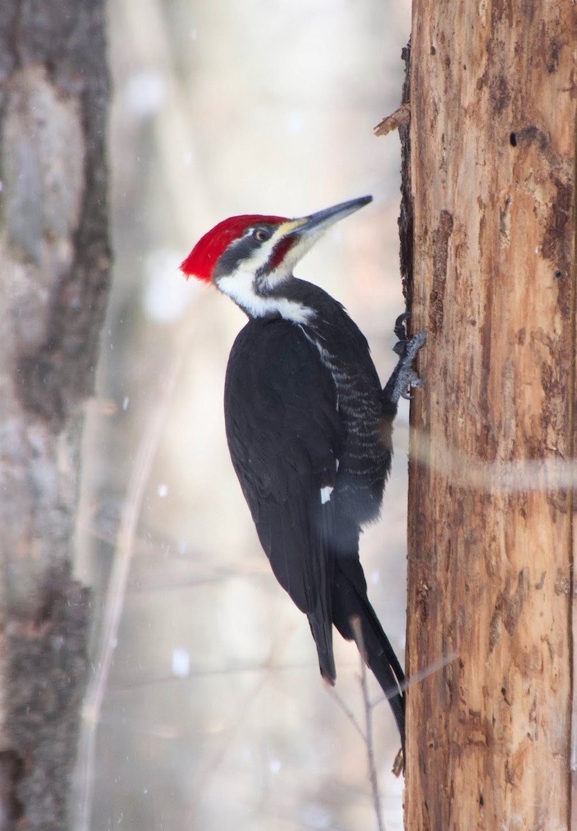 Pileated Woodpecker - ML614936333