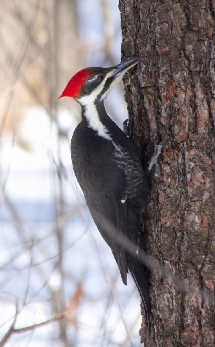 Pileated Woodpecker - ML614936335