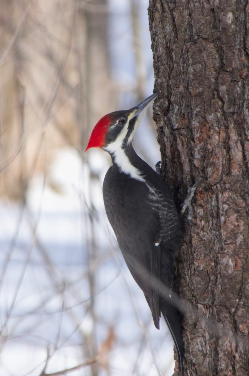 Pileated Woodpecker - ML614936336