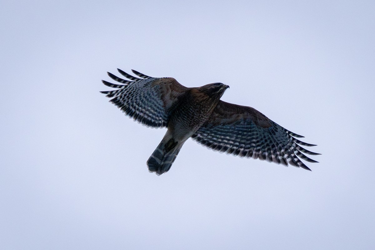 Red-shouldered Hawk - ML614936434