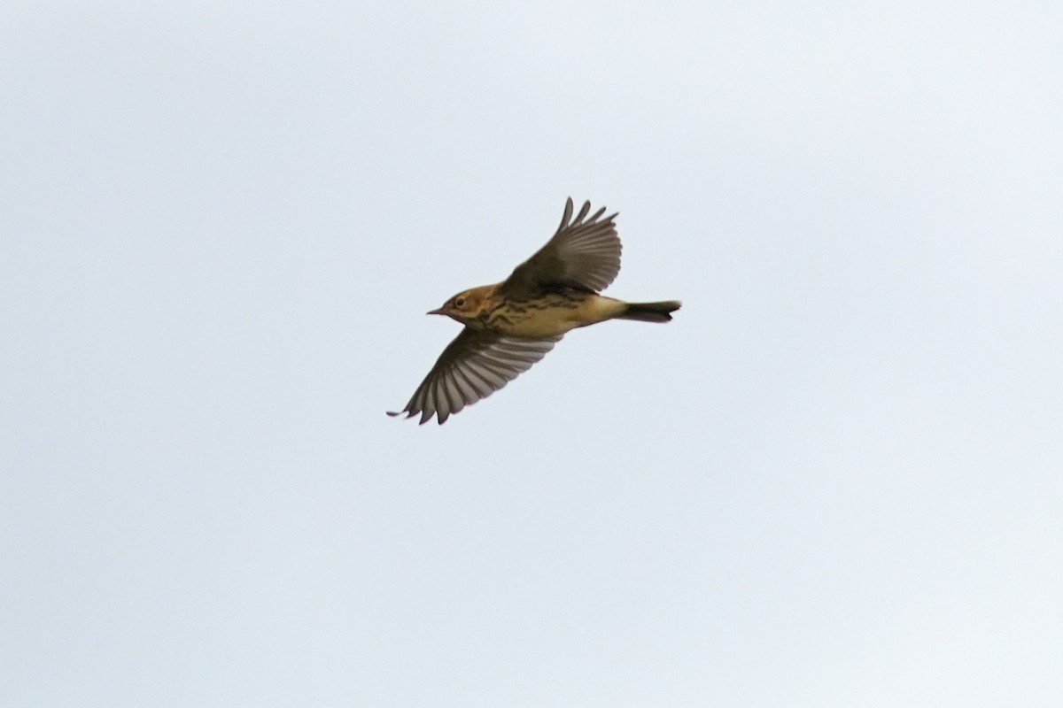 Red-throated Pipit - ML614936482