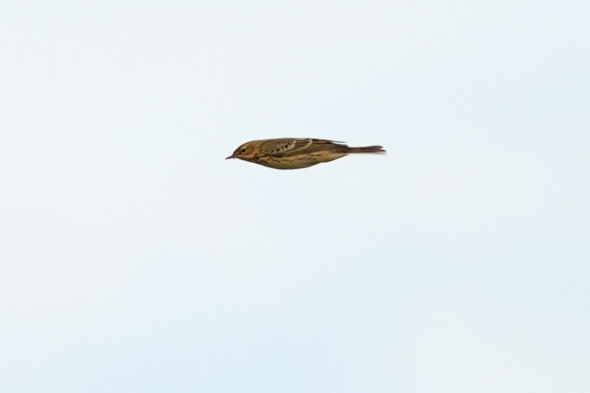 Red-throated Pipit - ML614936483