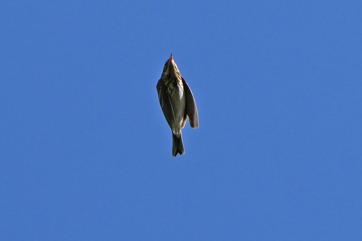 Red-throated Pipit - ML614936484