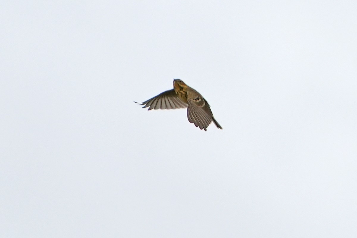 Red-throated Pipit - ML614936485