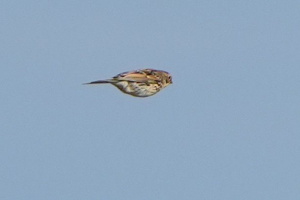 Reed Bunting - ML614936584