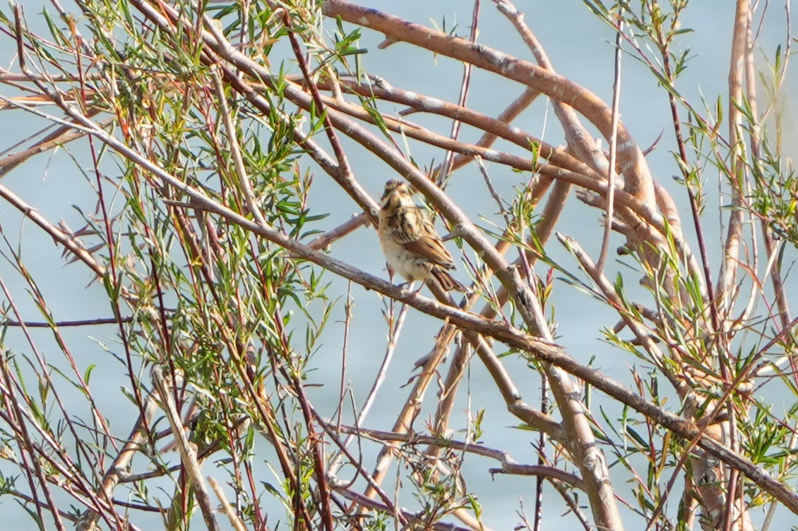 Reed Bunting - ML614936587