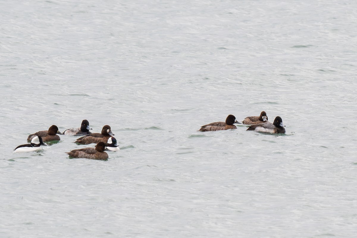 Lesser Scaup - ML614936590