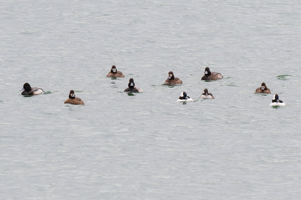 Lesser Scaup - ML614936591