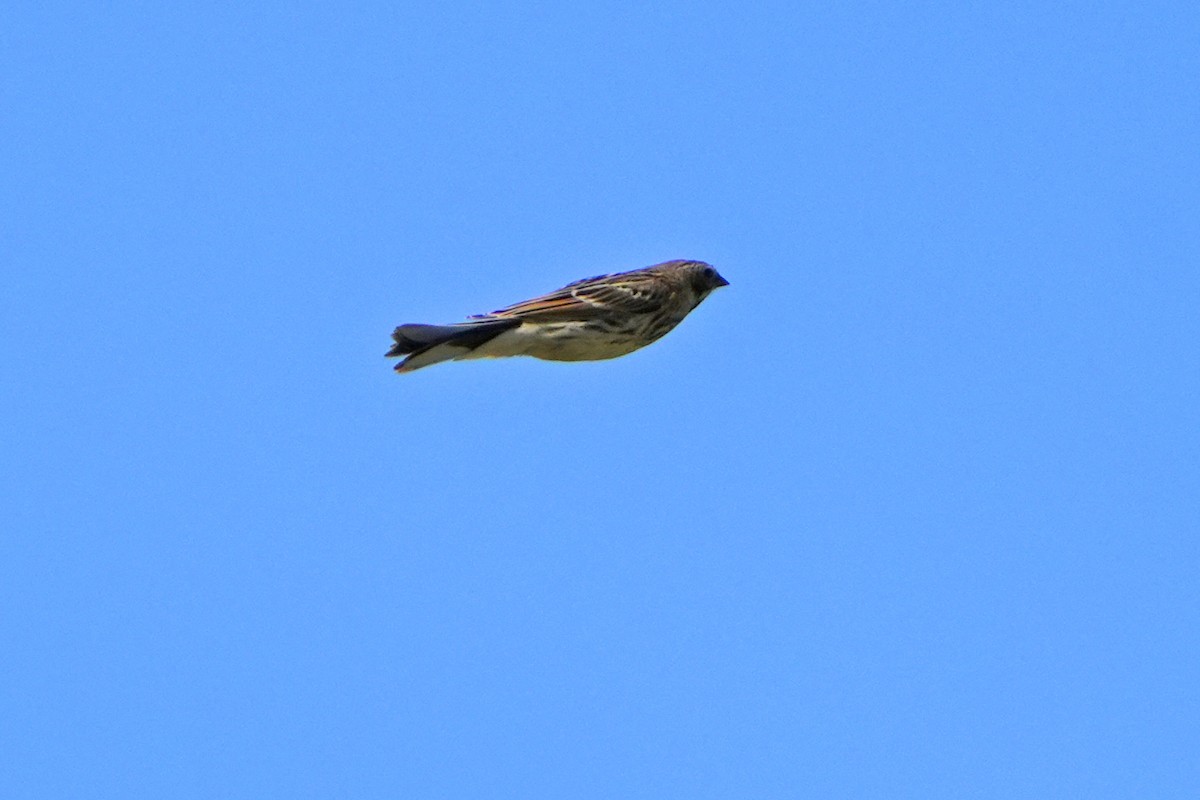 Reed Bunting - ML614936593