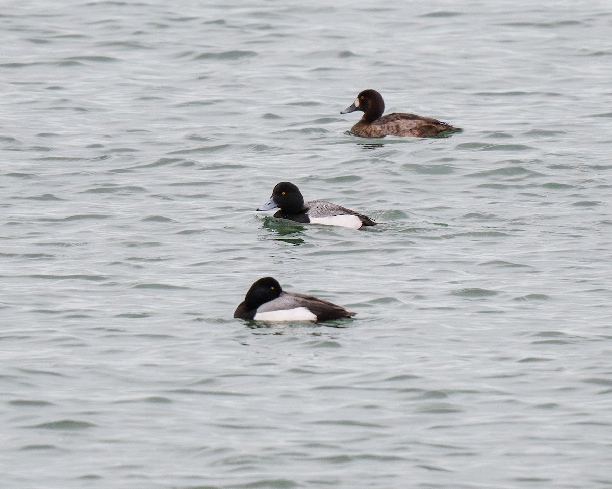 Greater Scaup - ML614936599