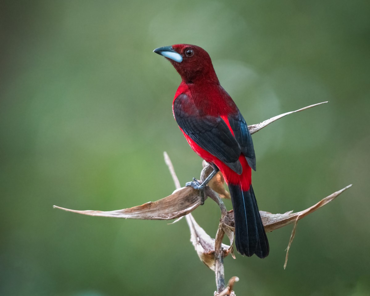 Crimson-backed Tanager - ML614936621