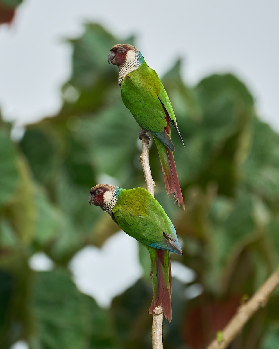 Gray-breasted Parakeet - Daniel Alfenas