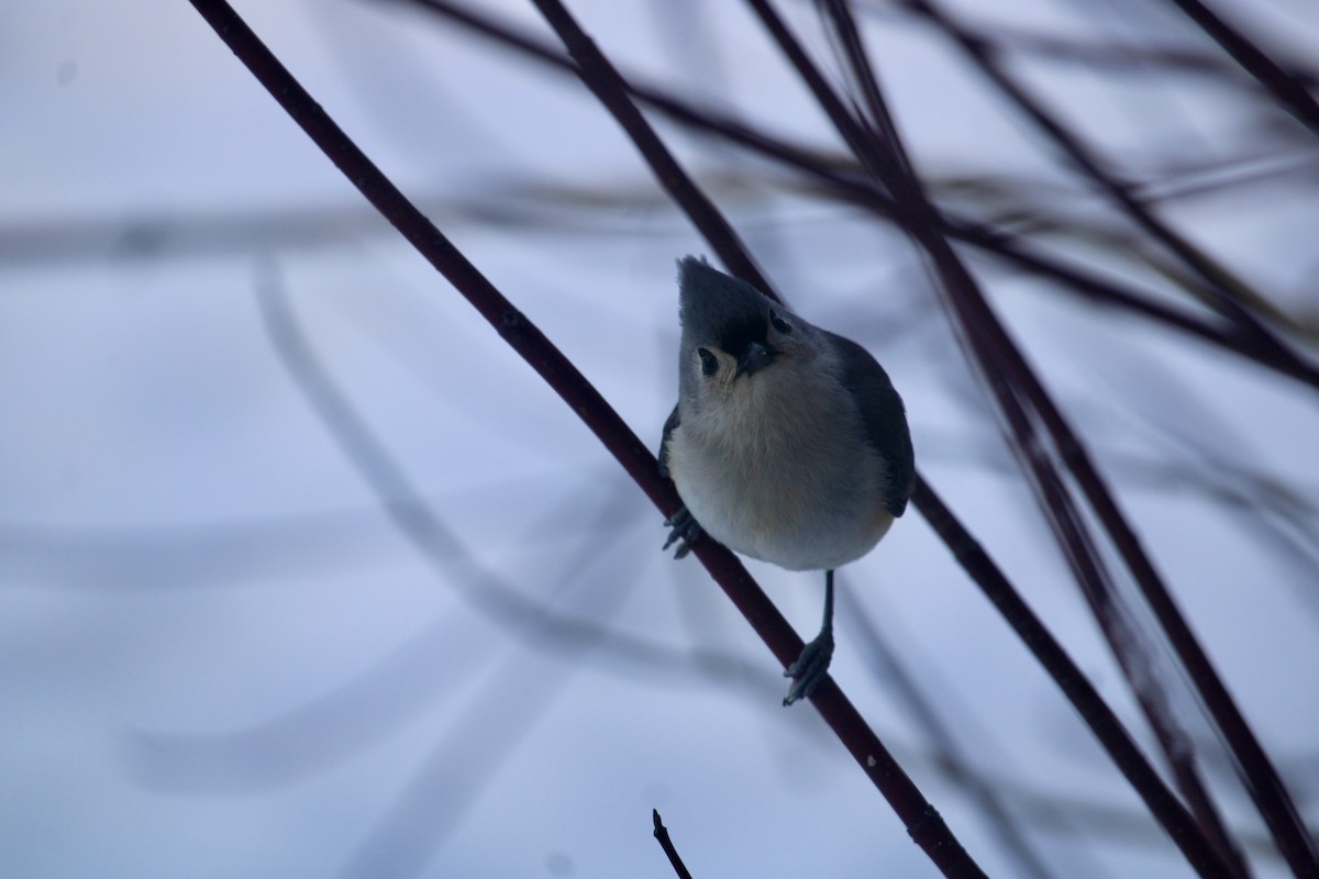 Tufted Titmouse - ML614936651